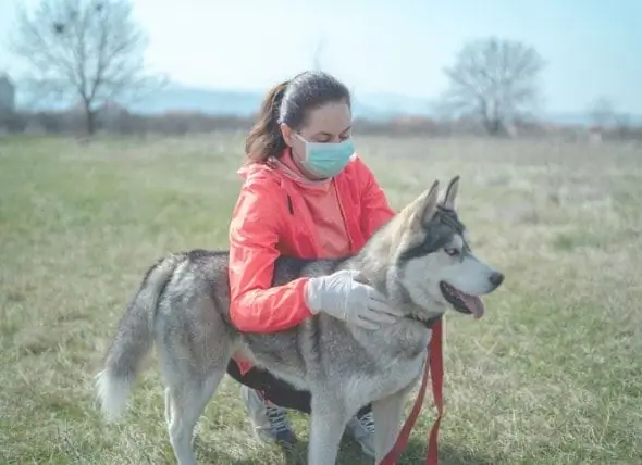 Jak Udržet Zvířata V Bezpečí Před COVID-19