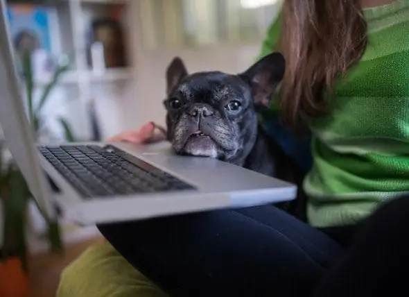 Com Planificar L’atenció De La Vostra Mascota Si Obteniu COVID-19