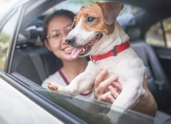 COVID-19 I Mascotes: Hauria D'anar Al Veterinari O Esperar? Què és El Protocol?