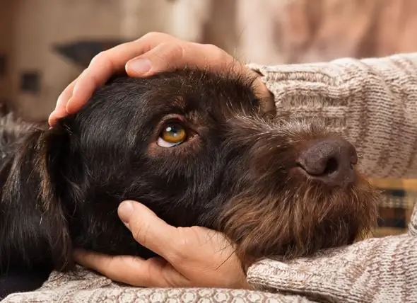 Il Nuovo Disegno Di Legge Protegge Gli Animali Domestici E Gli Esseri Umani Dalla Violenza Domestica