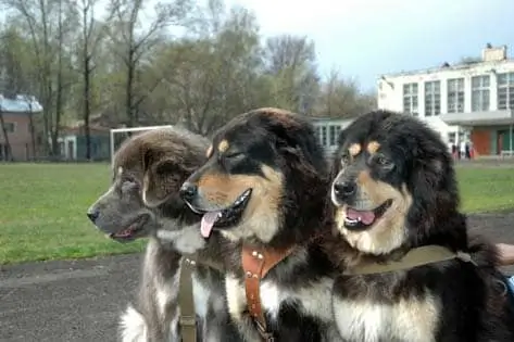 Miljoner För En Mastiff På China Tibetan Dog Expo