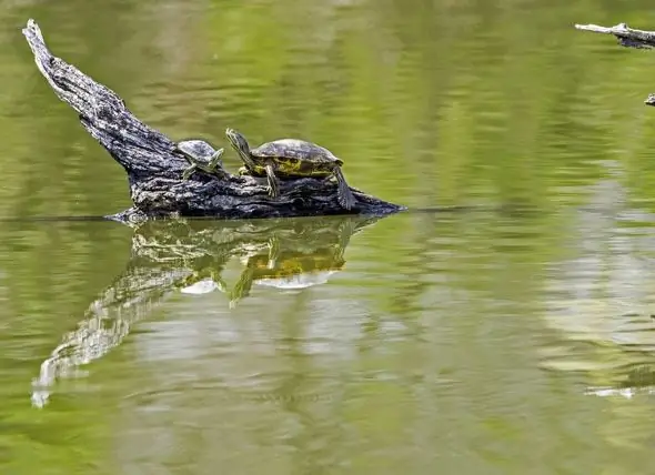 Zullen Reptielen Uitsterven? - De Milieu-impact Op De Gezondheid Van Reptielen