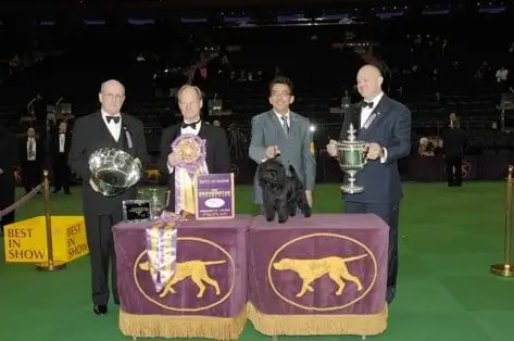 Փոքր Affenpinscher շունը հաղթում է թ. Westminster Kennel Club Dog Show- ում