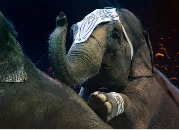 Nueva Jersey Se Convierte En El Primer Estado En Prohibir El Uso De Animales Salvajes De Circo