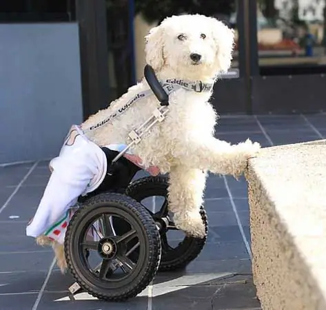 La Terapia Con Células Madre Permite Que Los Perros Vuelvan A Caminar: Terapia Con Células Madre Para Las Lesiones De La Médula Espinal