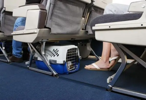 Delta Adaugă Restricții Pentru îmbarcare Cu Animale De Serviciu și Suport Emoțional