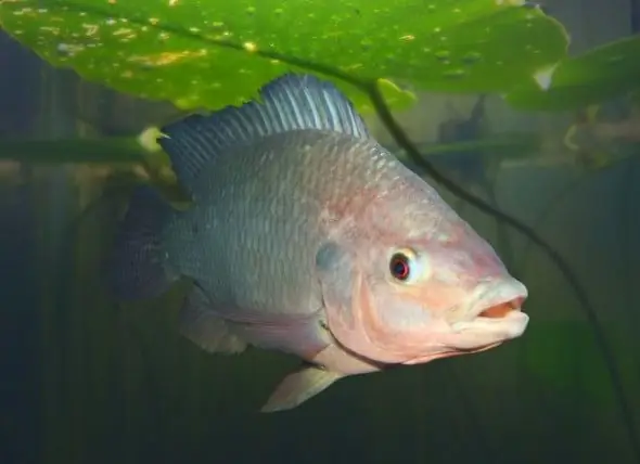 Ein Tierarzt Verwendet Fisch Zur Behandlung Von Haustieren, Die Durch Waldbrände In Kalifornien Verbrannt Wurden