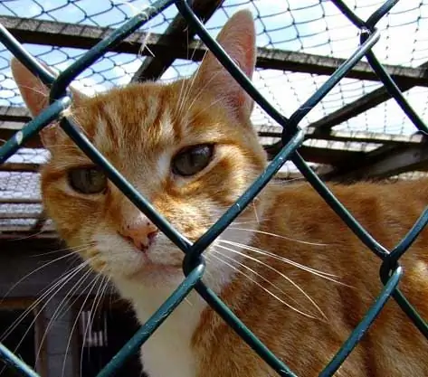 164 Chatons Morts Et Chats Malades Retrouvés