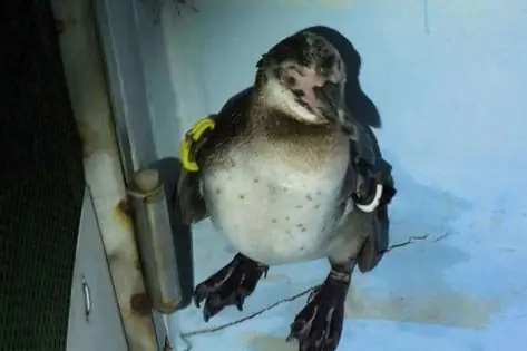 Pinguinul Runaway Din Japonia Care Suferă De Ochi Roz