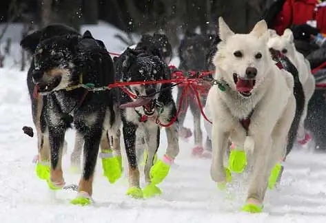 Kostnader Lagt I Sledehundeslakting