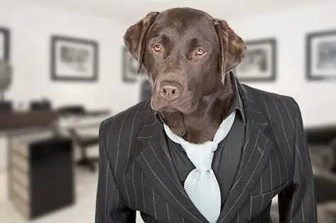 I Cani Sul Lavoro Riducono Lo Stress Sul Posto Di Lavoro, Secondo Uno Studio Statunitense