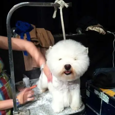 Anteckningar Från Westminster Dog Show - Dag 2