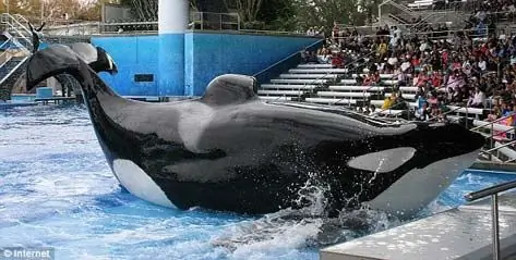 АҚШ судьялары киттерді «құлдыққа» қарсы SeaWorld-ке қарсы сот ісін шығарды