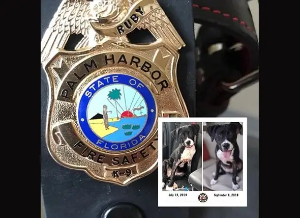 Perro De Rescate Quemado Adoptado Por Palm Harbor Fire Rescue Recibe Una Sorpresa Especial