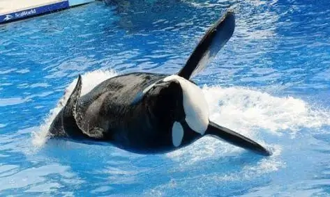 Gericht Entscheidet, Ob SeaWorld-Wale Illegale „Sklaven“sind