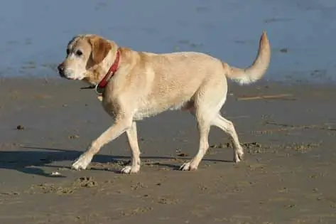 Kuduzla Mücadele Için Sanal Yürüyüş 100.000 Köpeğe Dayandı