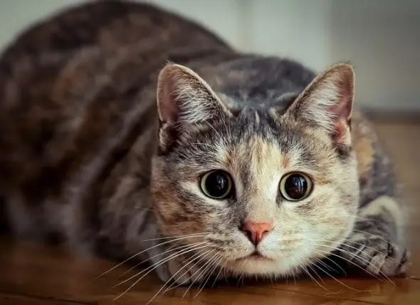 Katten Die Dingen Van Tafels Slaan En Ander Kattengedrag Uitgelegd