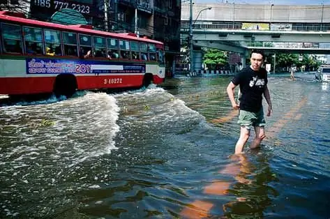 Internet Bangkokdagi Toshqindan Zarar Ko'rgan Uy Hayvonlariga Yordam Topishga Yordam Beradi