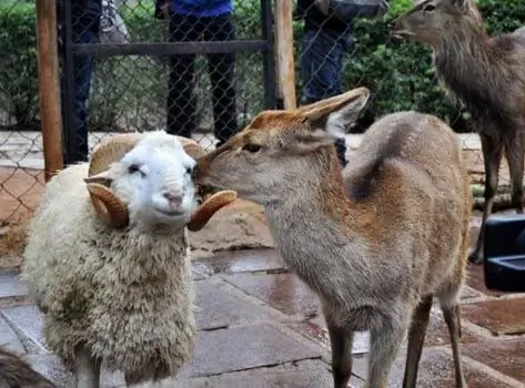 Ljubavna Priča Deer-Ram Ima Kineski Zoološki Vrt