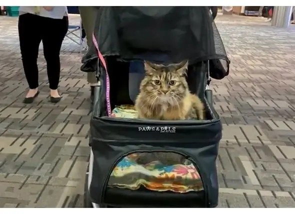 Stitches The Cat Becident Resident Therapy Animal I Minneapolis-St. Paul Internationale Lufthavn