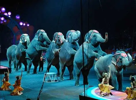 U.S. Circuses Circle Wagons Against Elephants Law