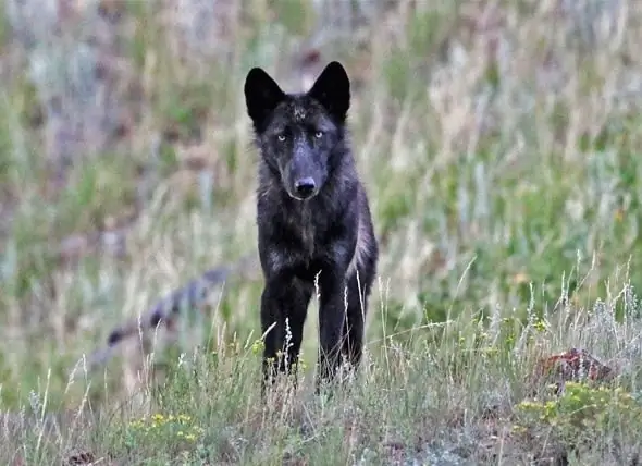 Anak Perempuan Serigala Yellowstone Terkenal Yang Dibunuh Oleh Pemburu, Berkongsi Nasib Dengan Ibu