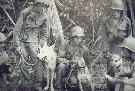 Perros De Defensa De La Segunda Guerra Mundial