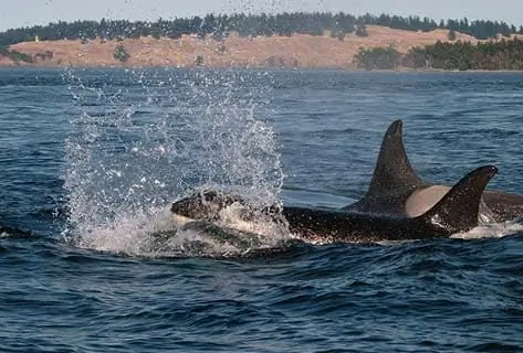 Killer Whales Migrate, Μελέτη βρίσκει, αλλά γιατί