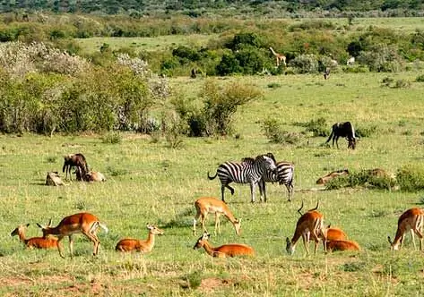 El Planeta Es El Hogar De 8,7 Millones De Especies, Según Un Nuevo Estudio