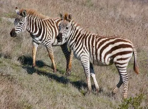 Matança Garantida: Animais Exóticos E Ameaçados De Extinção Presos Para Prática De Alvo