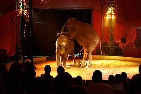 Les Législateurs Britanniques Soutiennent L'interdiction Des Animaux Sauvages Dans Les Cirques