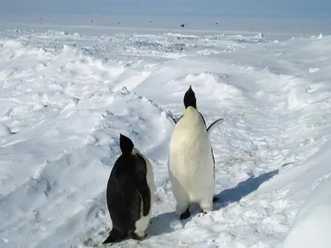 Petugas Medis Top Beroperasi Pada Penguin 'hilang' Selandia Baru