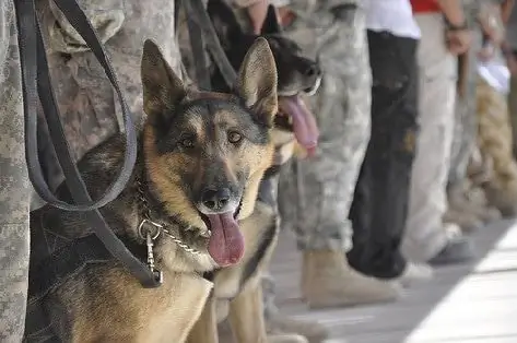 Donner Aux Chiens De Travail Militaires Une Autre Chance Avec L'adoption