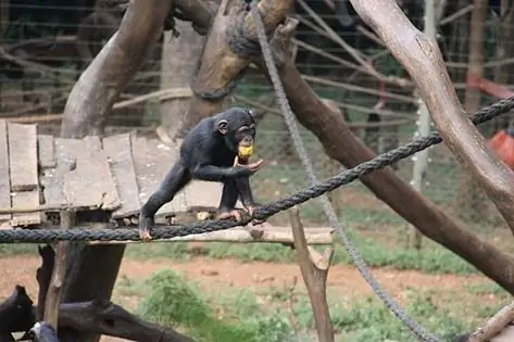 Sierra Leone Chimpanser Truet Af Forsvindende Skov