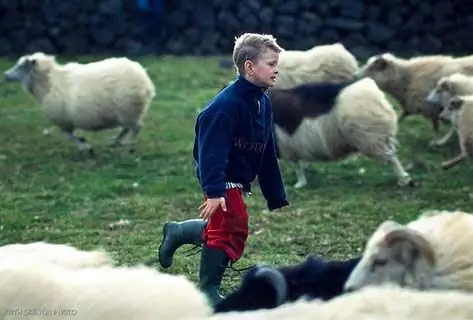 Près Du Volcan D'Islande, Des Agriculteurs Sauvent Des Animaux Des Cendres