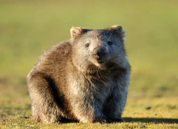 Լուծվել է Wombat’s Cube-shaped Poop- ի առեղծվածը