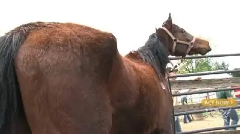 Över 130 Undernärda Hästar Räddade Från Maryland Farm