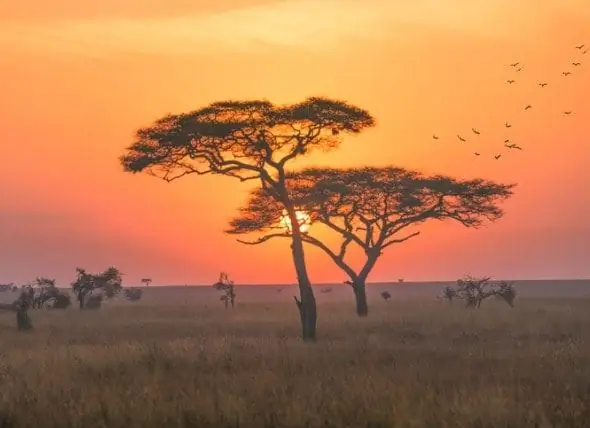 Forskare Säger Att Människor Inte Kan Ha Orsakat Massutrotning Av Djur I Afrika