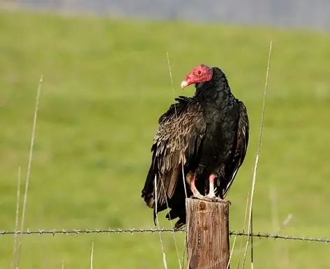 Sentido Do Cheiro De Pássaro Tem Origem Em Dinossauros, Estudo Descobriu