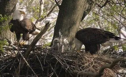 Eagle Webcam Se Convierte En Una Sensación De Internet