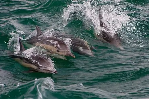 Dolphin Death Toll Fra BP Oil Spill Langt Højere End Forventet