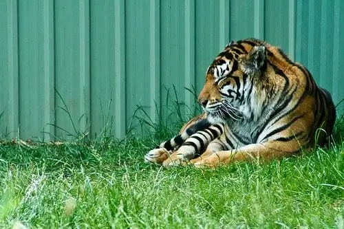 Poo Do Tigre Repele As Pragas Da Austrália, Disse O Cientista