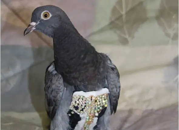 Bird Rescue Soek Eienaar Van Pigeon Gevind In Bedazzled Vest