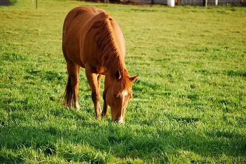 Frühe Pferde Aßen Matschige Früchte, Kein Gras