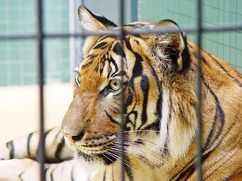 Fire Uncovers Tigers In Philippine House