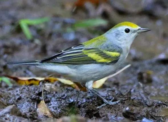 Los Científicos Descubren Aves Que Son Tres Especies En Una