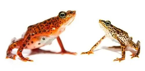 Frosch Taucht Nach Jahrhundert In Indien Wieder Auf