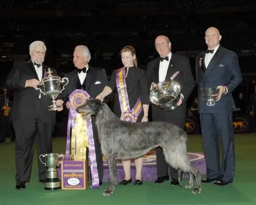 Deerhound הסקוטי מצליף את "Best Show" של מועדון המלונה של ווסטמינסטר