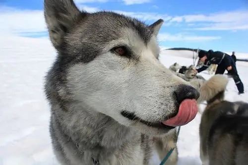 Kanada, Toplu Kızak Köpeği Katlimini Soruşturuyor