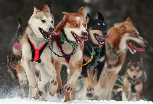 Sinisiyasat Ng Canada Ang Slaughter Of Sled Dogs (UPDATE)